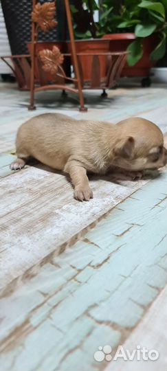 Щенки чихуахуа