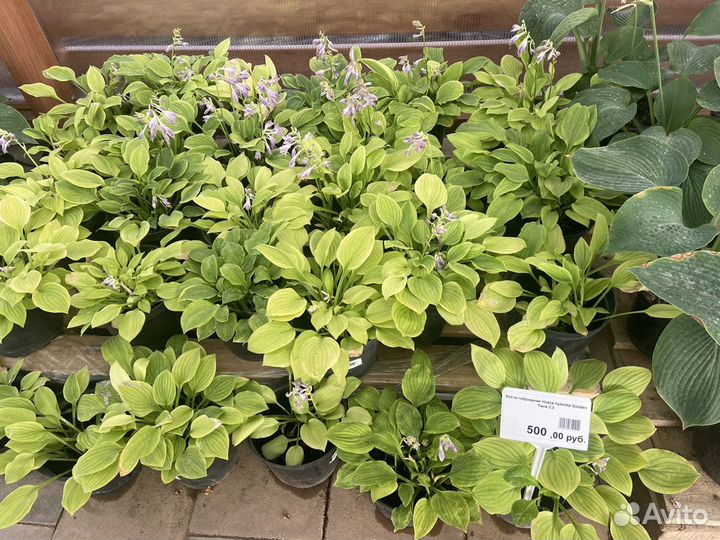 Хосты и растения из своего сада