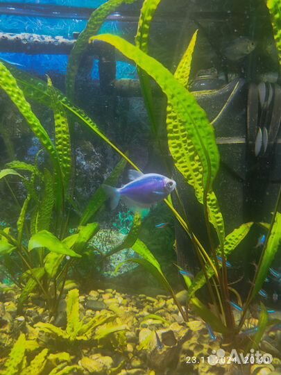 Рыба Тернеция