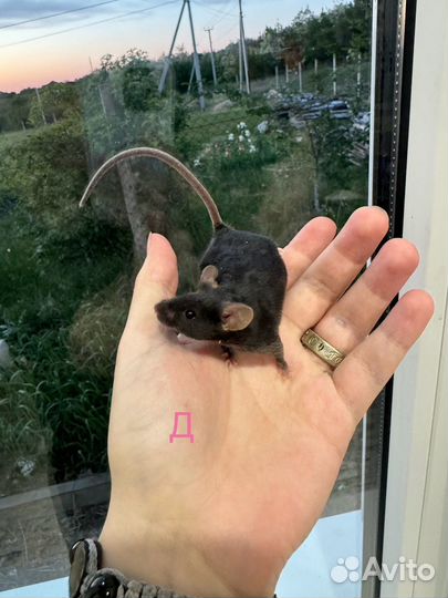 Сатиновые мышки