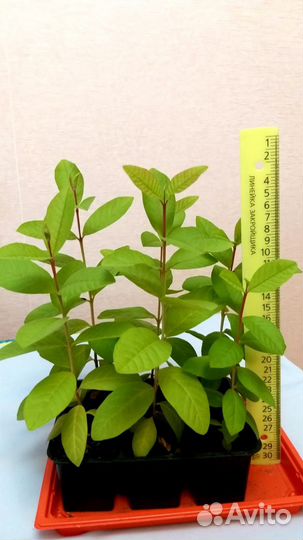 Экзотические, тропические растения