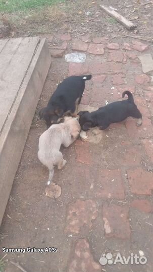 Отдам щенка в добрые руки