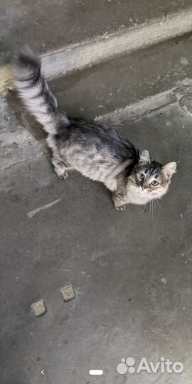 Кошка в добрые руки