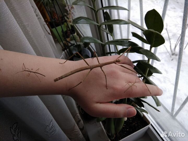 Палочники неожиданные и аннамские