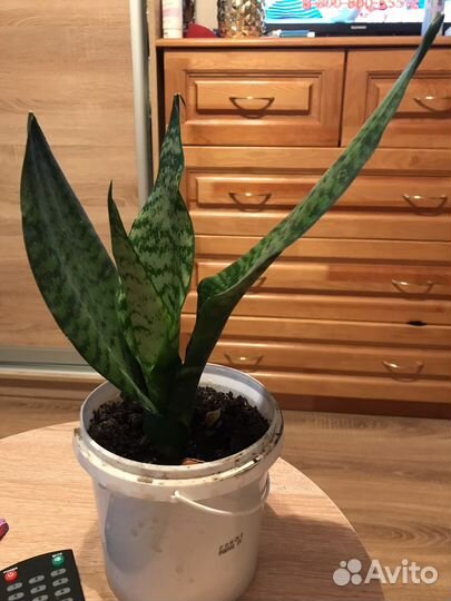 Комнатные цветы