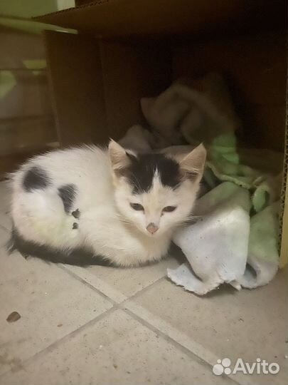 Кошка котенок бездомный