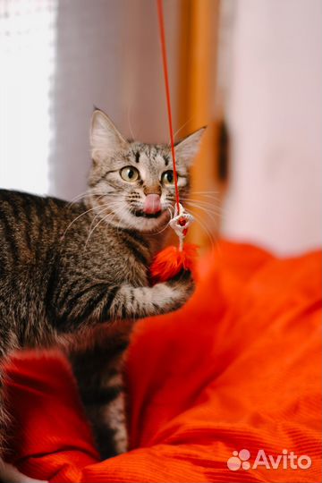 Молодая кошка в добрые руки