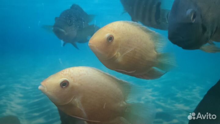 Рыбки геофагус,анциструс,северум,улитки кролик