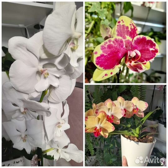 Орхидеи Фаленопсисы