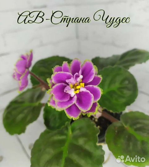 Детки сортовых фиалок