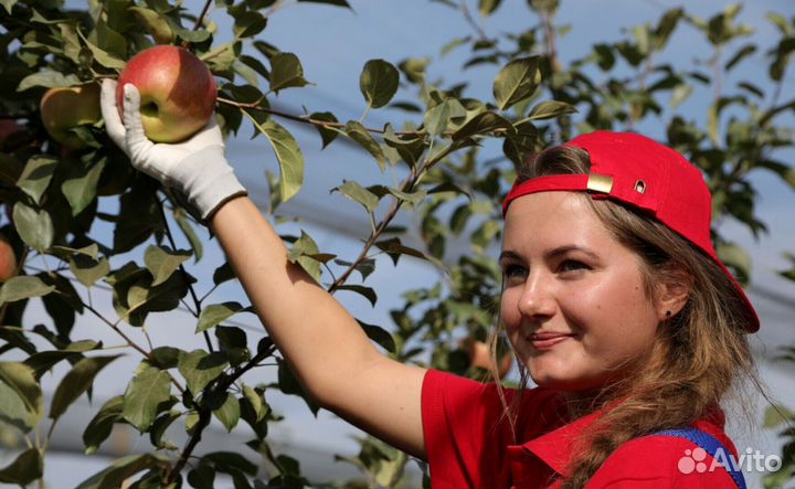Работник по сборке яблок в саду с проживанием