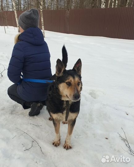 Отличный друг