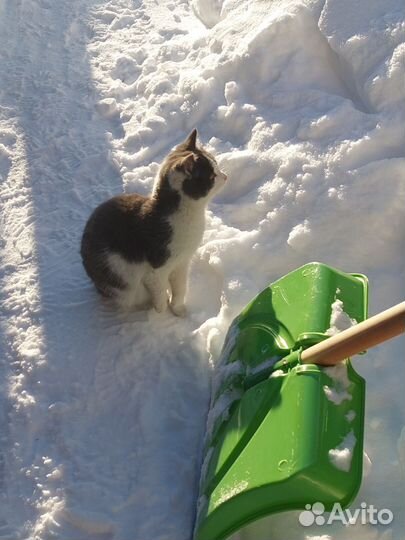 Котята супер