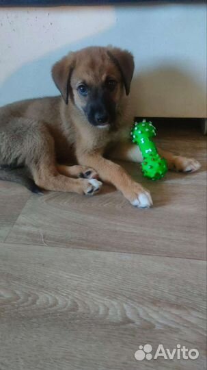 Щенок в добрые руки