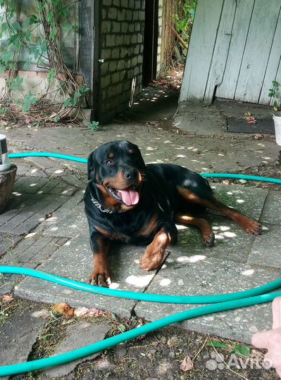 Ротвейлер. Вязка. Кобель