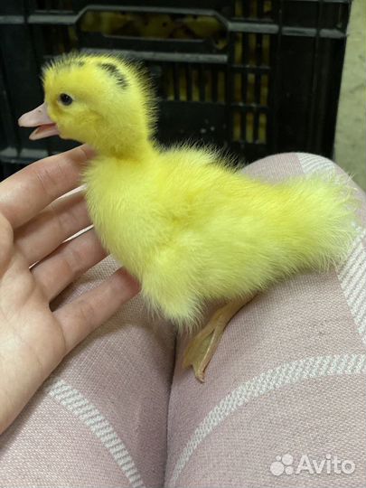 Мулард, Гусь и ст-5 с Доставкой