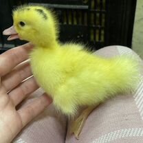 Мулард, Гусь и ст-5 с Доставкой, Керчь