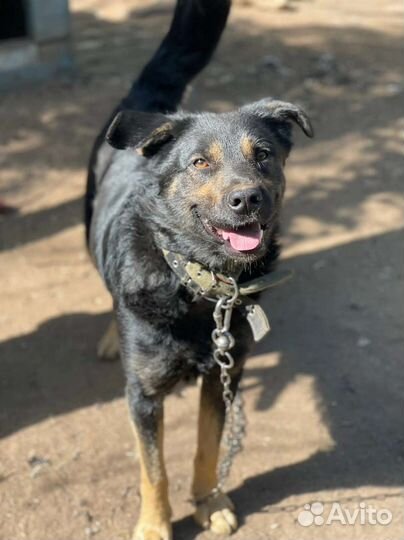 Молодой кобелек