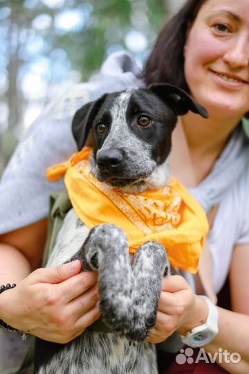 Классный пес Тор в поисках дома