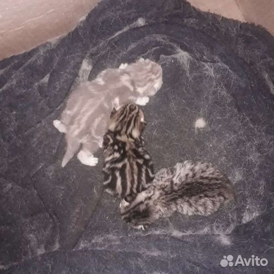 Британские котята