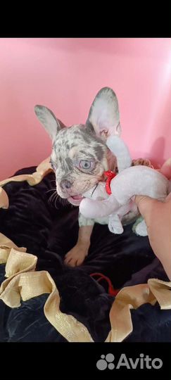 Голубоглазые сестренки с родословной