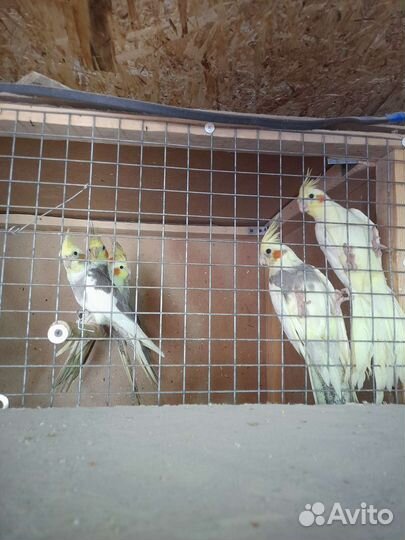 Попугаи кореллы, птенцы