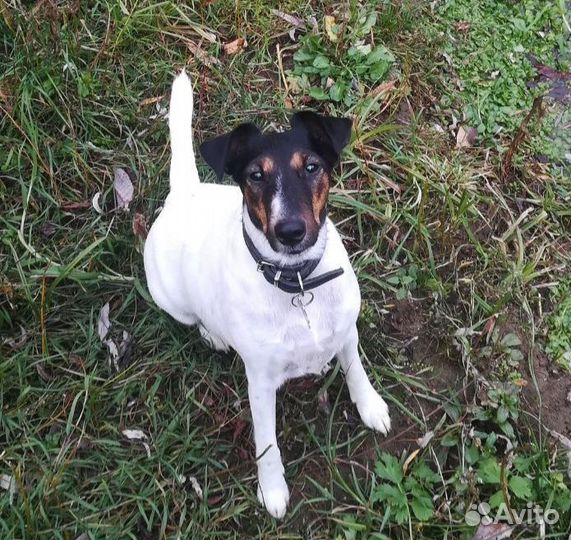 Фокстерьер щенки