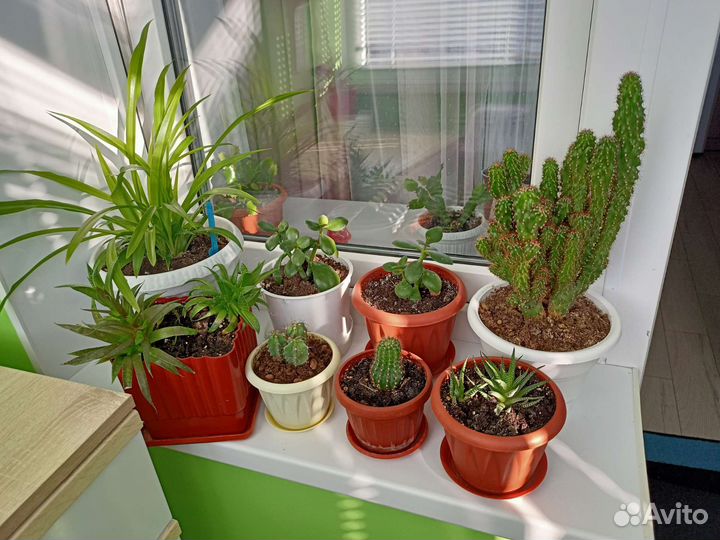 Комнатные цветы