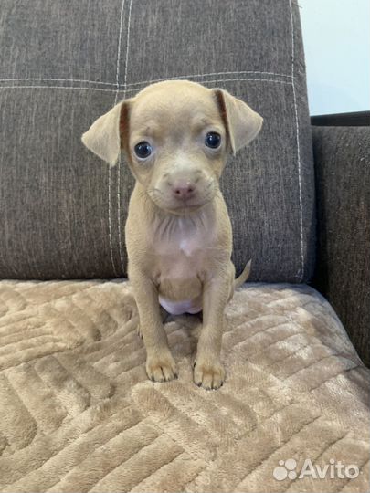 Той-терьер щенки