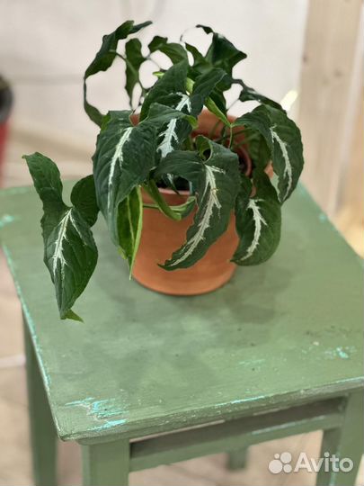 Сингониум Вендлэнда