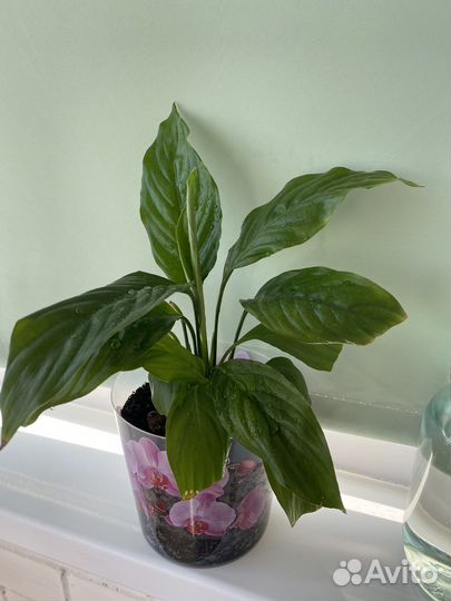 Спатифиллум