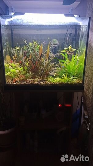 Аквариум Биодизайн 100 литров (травник)