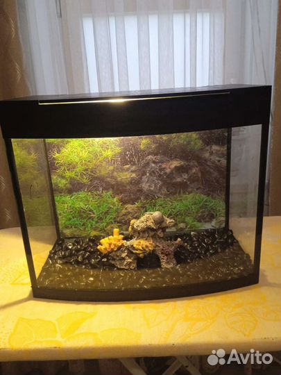 Аквариум
