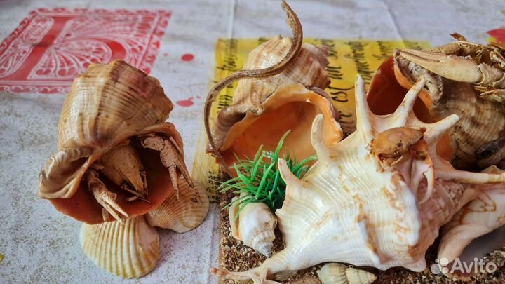 Морские ракушки раковины