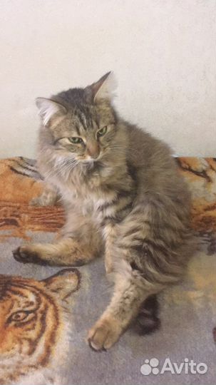 Очень ласковый котик