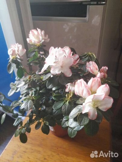 Азалия очень красивое растение