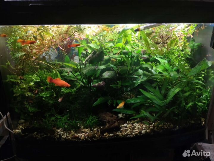 Аквариумное растение