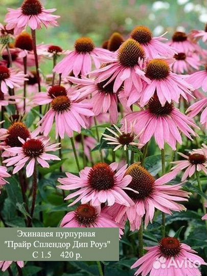 Многолетние растения. Цветы. Злаки. зкс