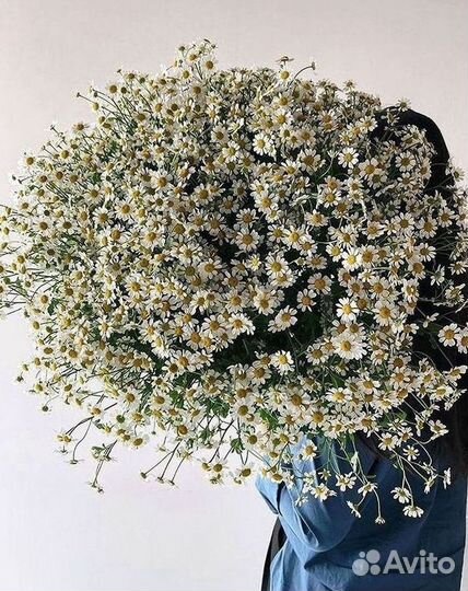 Букеты. Доставка ромашек