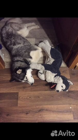 Сибирский хаски