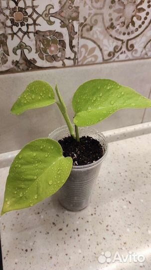 Эпипремнум Голдон Потос