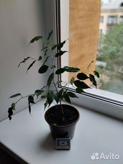 Фикус бенджамина