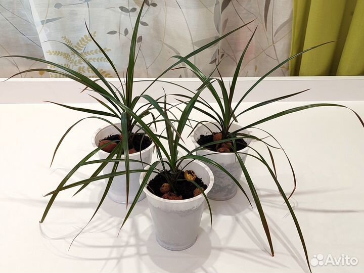 Драцена (Драконово дерево)