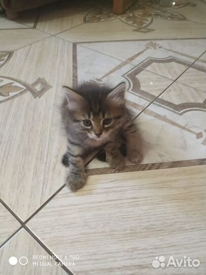 Котята в добрые руки приучены к лотку