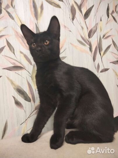 Котенок Чаузи девочка ф2 блэк-гризли окраса