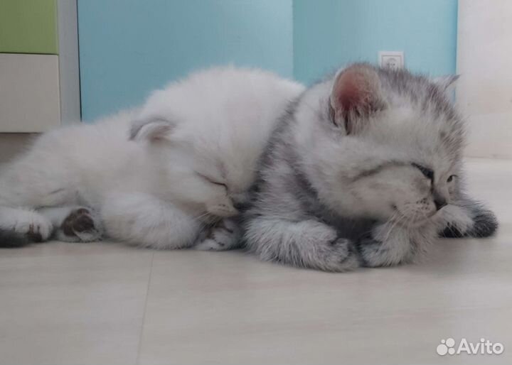 Шотландские котята