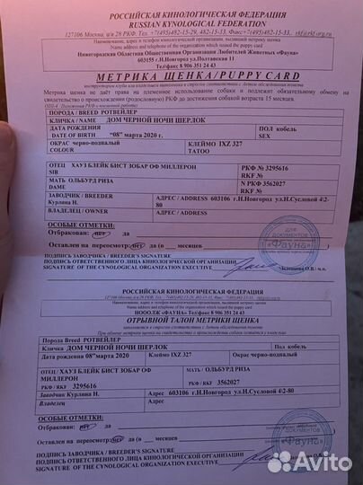 Вязка ротвейлера