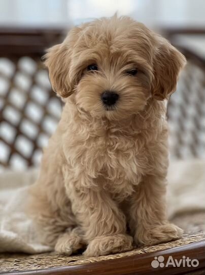 Щенки Мальтипу