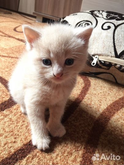 Отдам котят