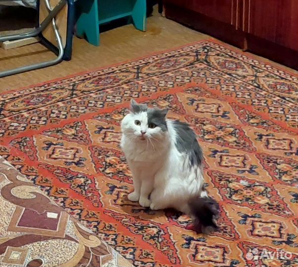 Кошки в добрые руки бесплатно